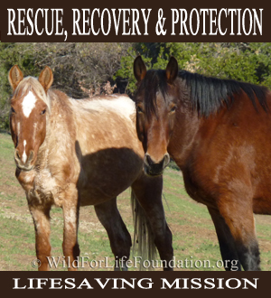WFLF Saved the mustangs from slaughter